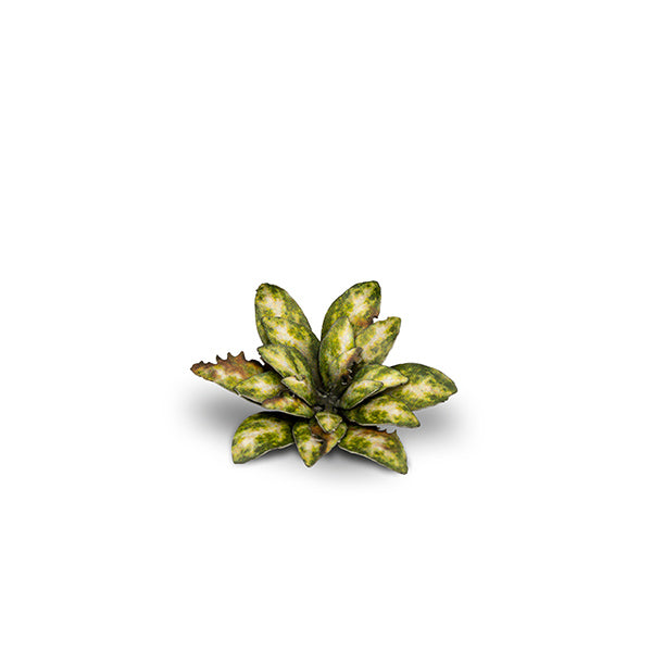 Laser Plants: Dumb Cane