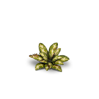 Laser Plants: Dumb Cane