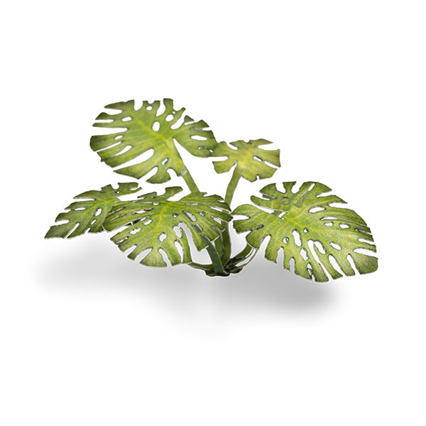 Laser Plants: Monstera